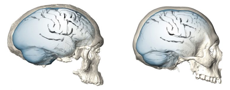 科学家揭示了现代人类脑形的演变