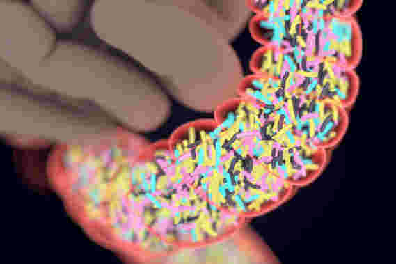 科学家揭示了肠细菌在verting型1型糖尿病中的作用
