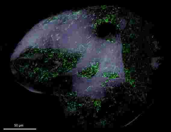 科学家们在沙粒上检查微生物生活