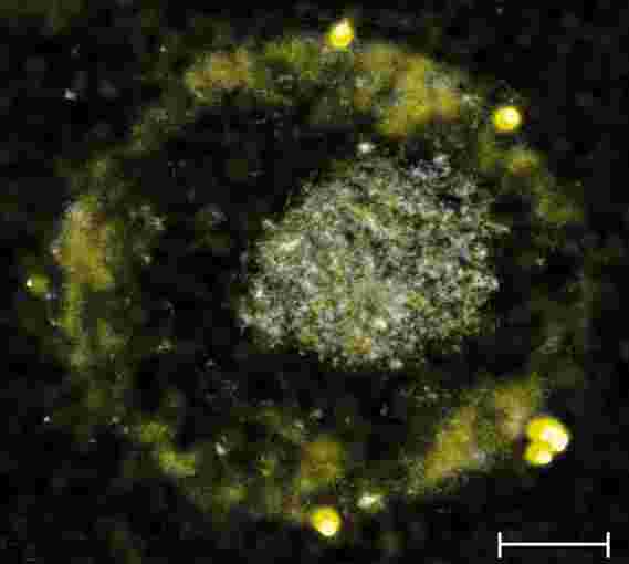 研究人员揭示了细菌如何通过消化毒性金属来生产金子