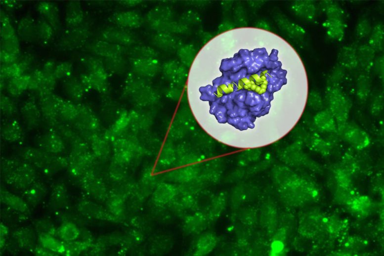麻省理工学院生物学家设计一种用于对抗癌症的新肽
