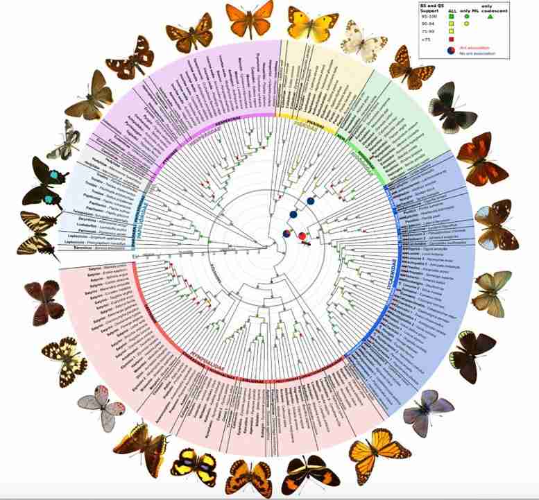 蝴蝶如何彼此相关的新综合地图
