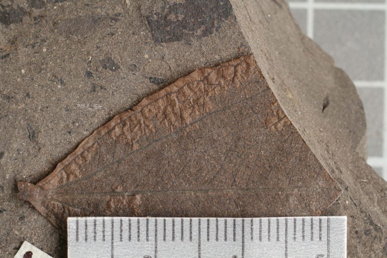 SMU研究表明，2200万年前全球变暖的二氧化碳联系