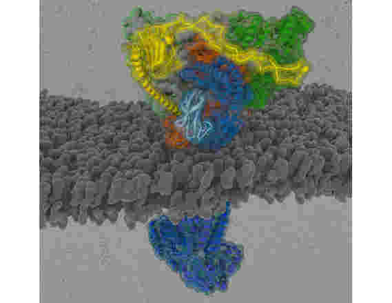 研究人员破译了MHC-I肽加载复合物的结构
