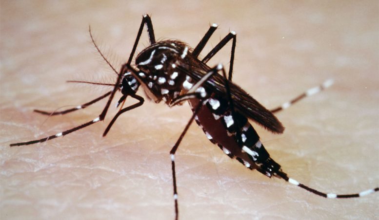 耶鲁研究表明，疾病蚊子适应冬天