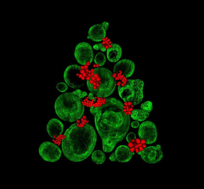 季节性色彩增强图像揭示了干细胞背后的科学