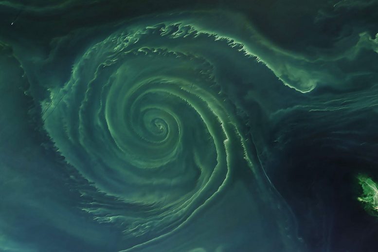 科学家揭示了Phytoplankton如何在营养缺乏海洋旋转中存活