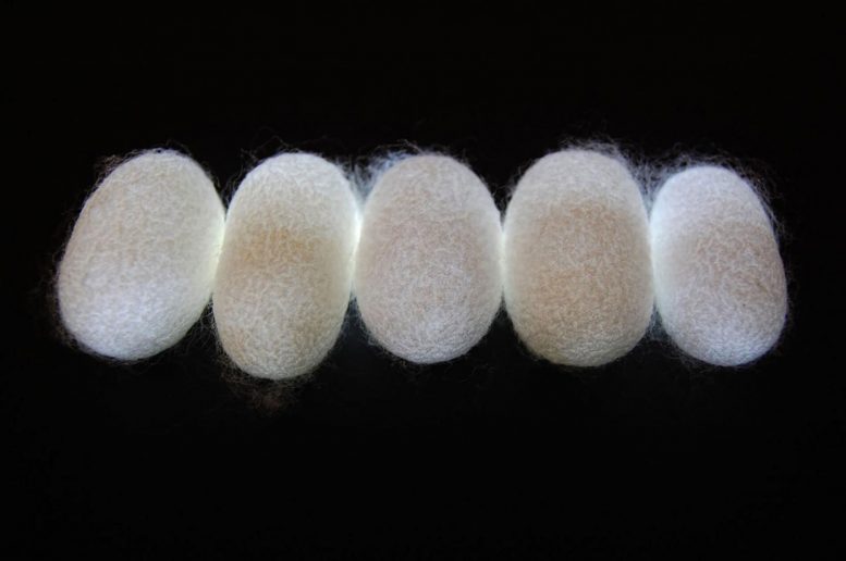 蚕丝纤维可能代表天然的超材料，能够进行光限制