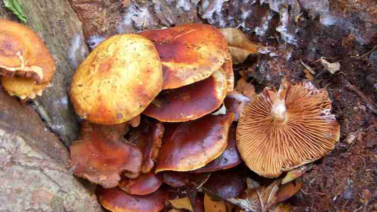 真菌酶可能将木材生物质转化为生物燃料