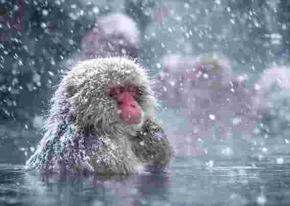 温泉帮助日本的雪猴应对寒冷
