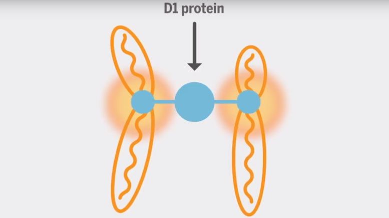 '垃圾DNA'在一起举行基因组的关键作用