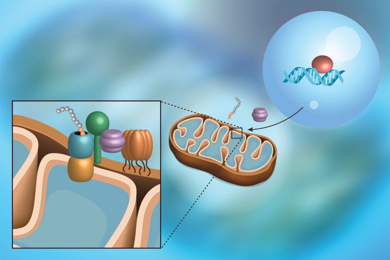 生物学家发现保护线粒体的途径