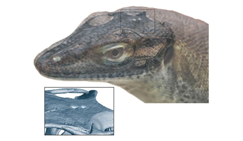 四眼蜥蜴在视力演变中提供了新的皱折