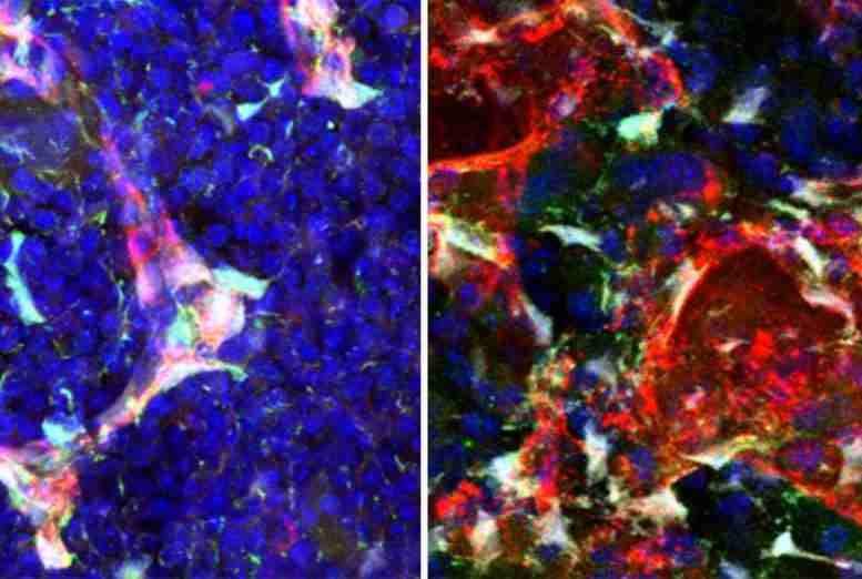科学家发现微环境如何调节干细胞发育
