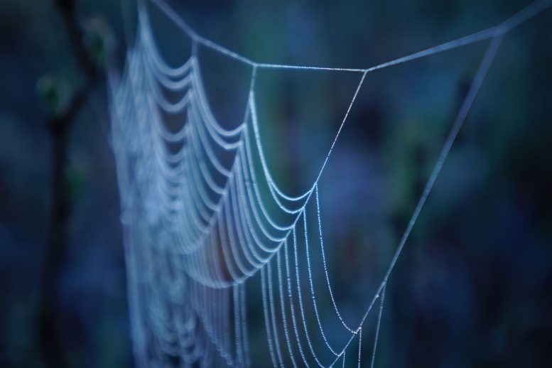 科学家将蜘蛛丝用于新型可生物降解的骨固定复合材料