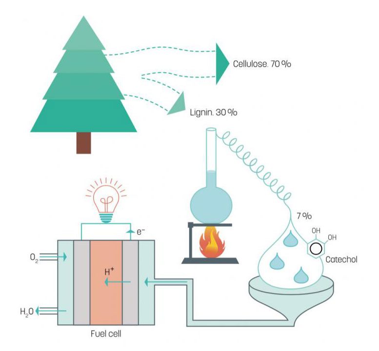 研究人员开发使用木质素的燃料电池