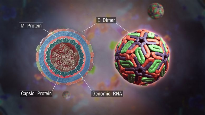 科学家解释病毒的生存能力