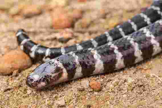 科学家们发现澳大利亚的新种毒蛇
