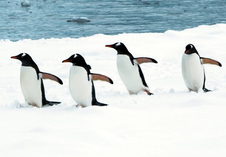 三月的多重企鹅基因组 - 广泛的研究提供了无与伦比的信息