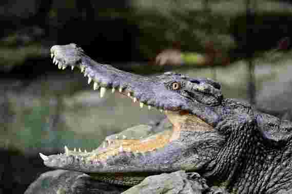 古代鳄鱼是一种更多样化的物种 - 迷人的研究描述了他们吃的东西