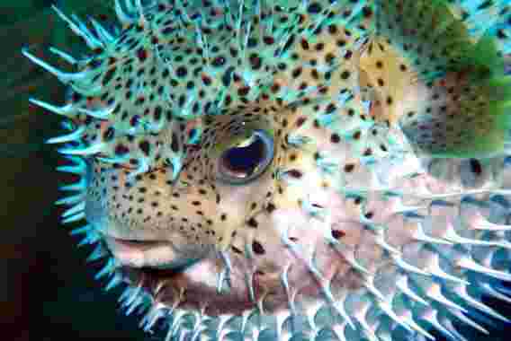 超级耐用，灵活，水排斥的材料，灵感来自Porcupinefish