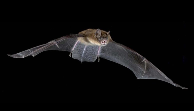 研究人员研究了大棕蝙蝠的栖息地，以了解蝙蝠如何因树木损失而重新安置