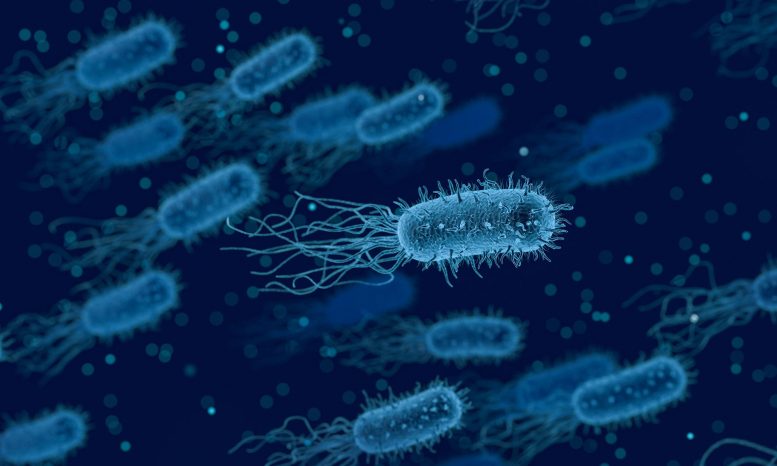大肠杆菌在发动感染时的秘密武器揭示