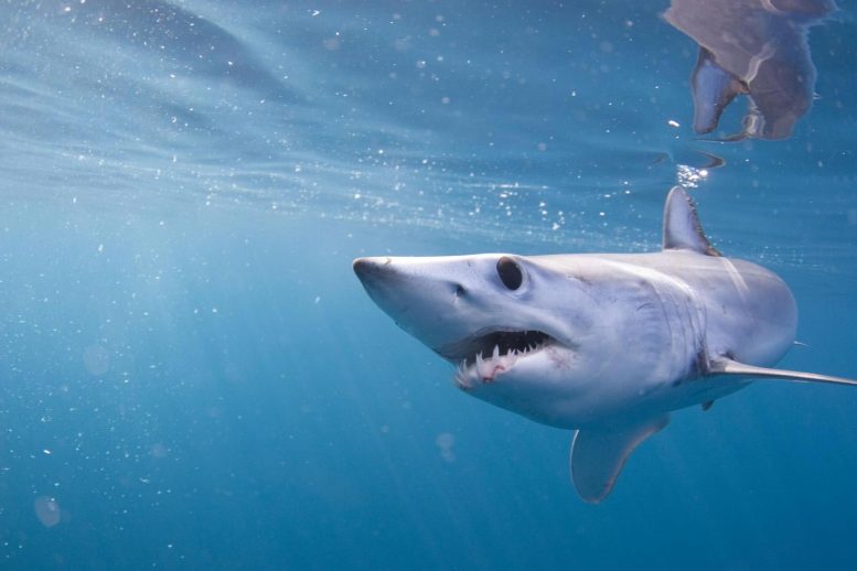 Mako Shark追踪西海岸的“令人印象深刻的”记忆和导航