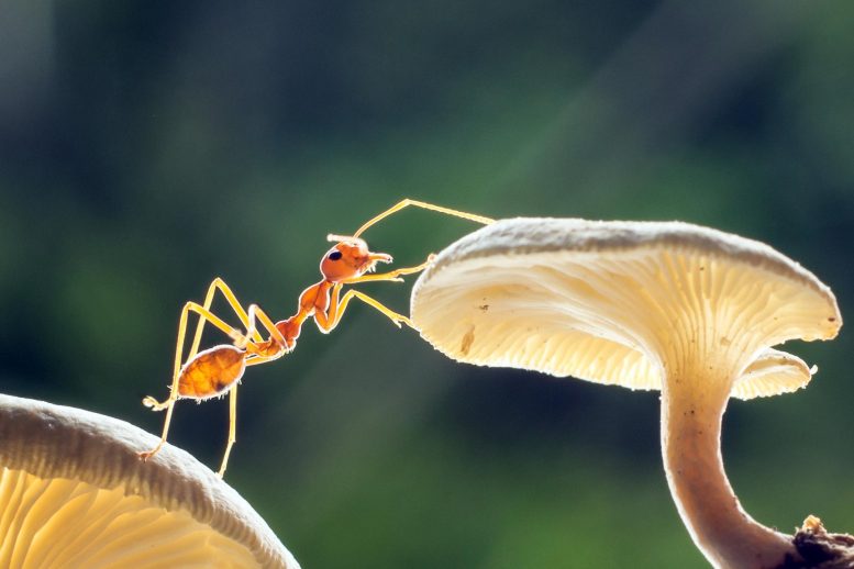 意外的角色蚂蚁植物伙伴关系可能在蚂蚁演变中发挥作用
