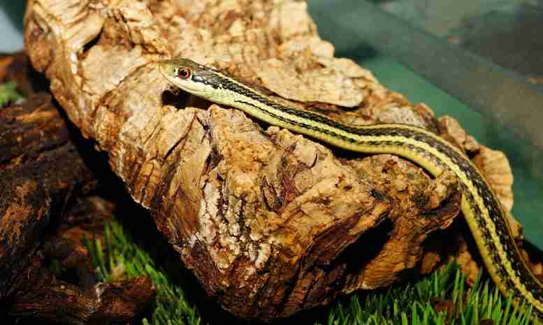 新的蛇研究会产生对爬行动物进化的见解