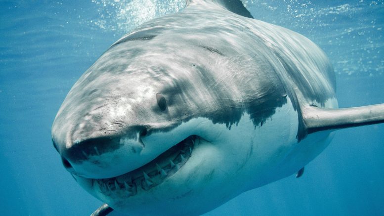 科学家们记录了大白鲨的夏天浪涌