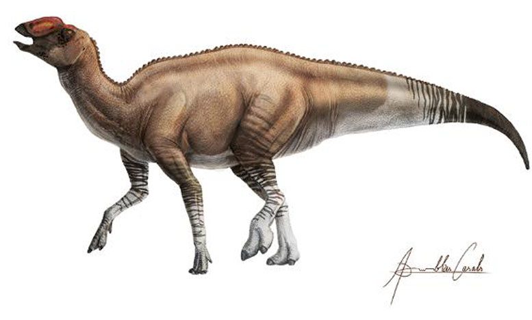 科学家识别奇怪的鸭嘴恐龙新品种