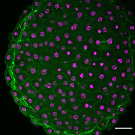 新方法允许更深入地了解生物信号系统