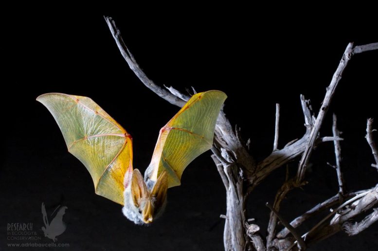 微小的GPS背包揭开了沙漠蝙蝠的秘密生活
