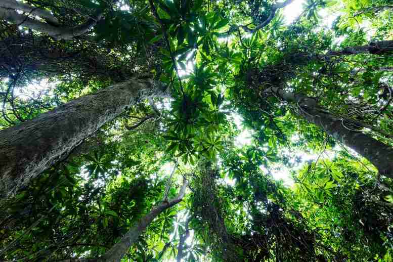 在热带森林中发现的新抗生素 - 可能会导致“植物益生菌”