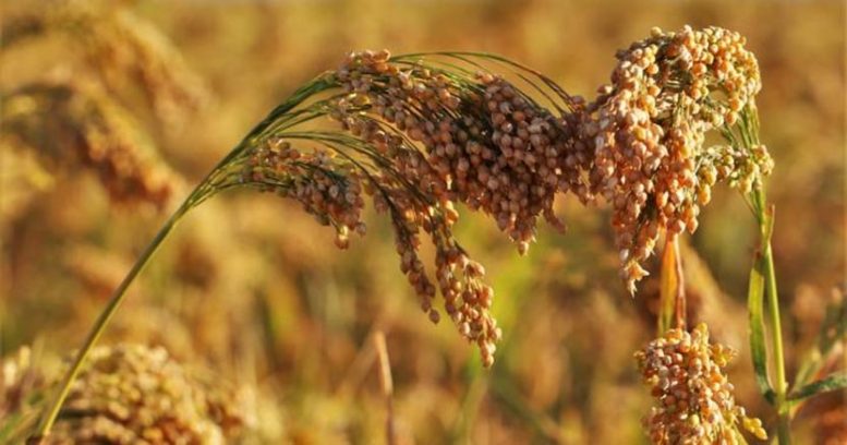 绘制小米遗传学，为发展中国家的农民提供更好的品种