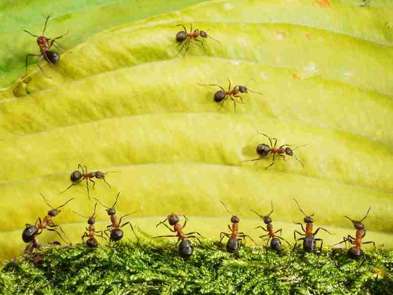 录制断裂速度：世界上最快的蚂蚁，855毫米/秒钟，一个令人难以置信的47步道/ s