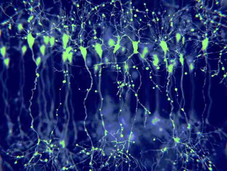 荧光脑探针随着它们计算而可视化神经元组