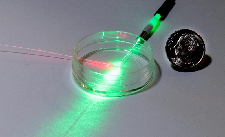 新型光子pH传感器可追踪实验室生长的组织-帮助推进四肢和器官的生长