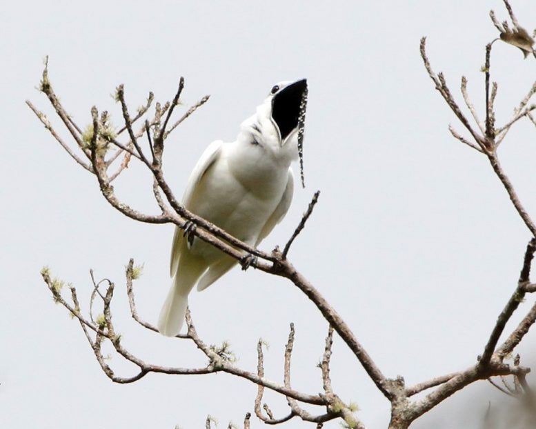 亚马逊白铃鸟有史以来最响亮的鸟叫声打破的记录[视频]