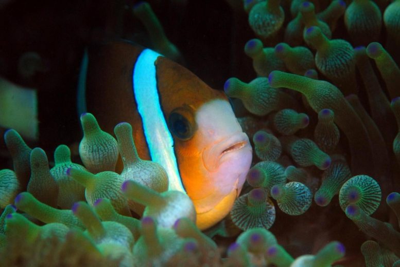 寻找Nemo的表兄弟：遇见可以看到紫外线的小鱼