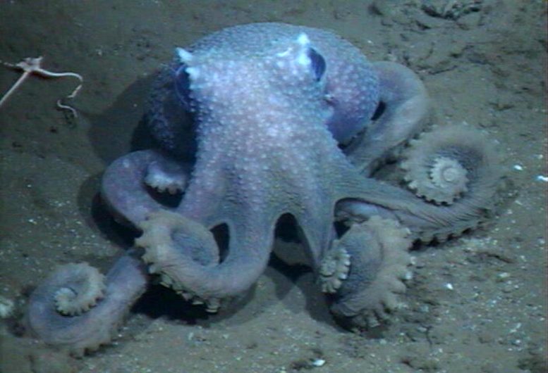 科学家破解了为什么同一物种的章鱼看起来可能完全不同的情况