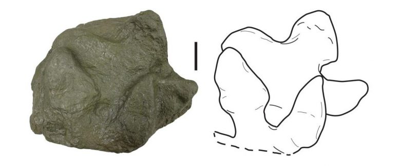 阿拉斯加半岛古代生态系统透露恐龙脚印
