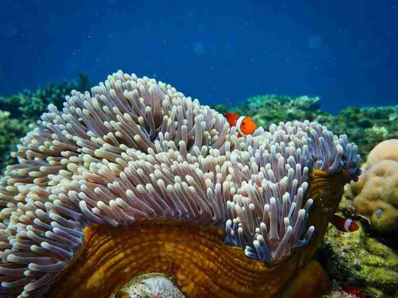 珊瑚礁恢复新的希望从扬声器上玩健康珊瑚礁的声音