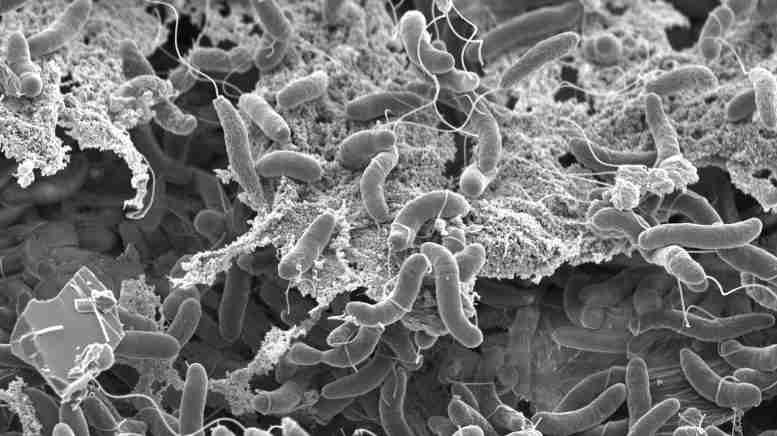 致命病原体的快速进化：霍乱细菌一口气可盗取多达150个基因