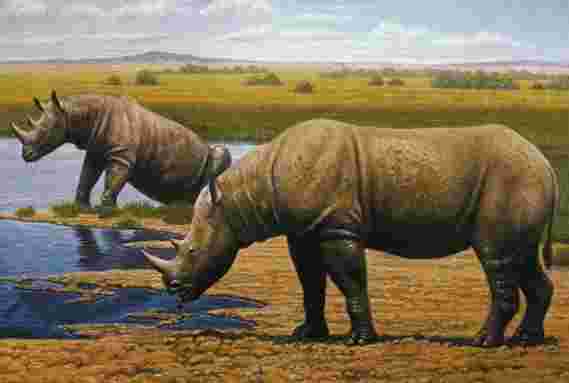 来自177万岁的犀牛牙齿的遗传数据可以解决进化中最大的一些最大的奥秘