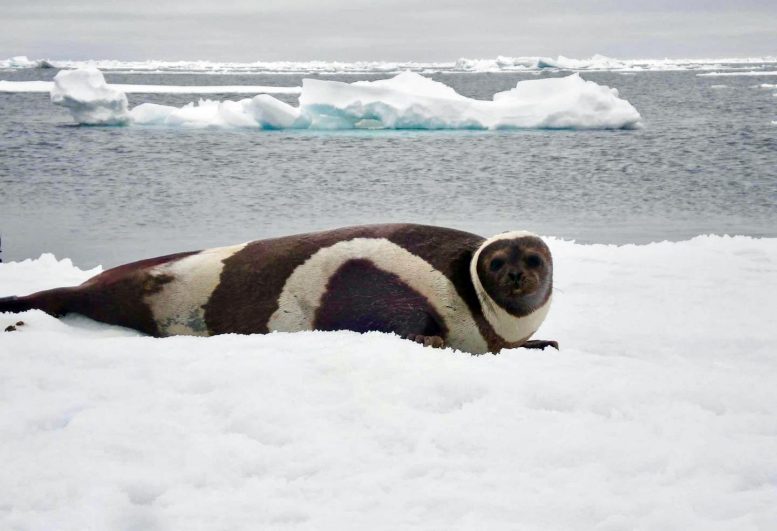 与北极海冰融化有关的海洋哺乳动物中致命病毒的出现