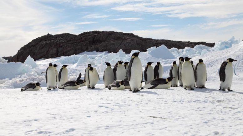 除非变暖放缓，否则企鹅走向灭绝