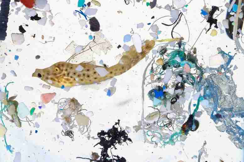 猎物大小的塑料入侵的幼体鱼苗圃–生物多样性和渔业生产受到威胁