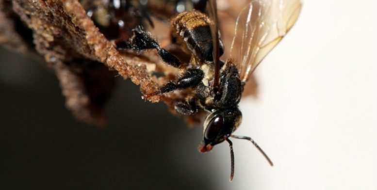 无刺蜜蜂的奇异物种要依靠复杂的真菌群落才能生存